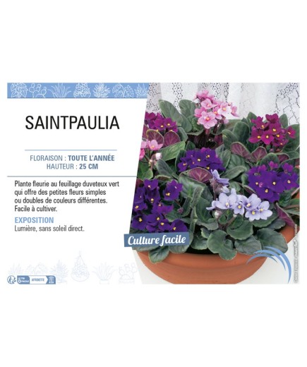 SAINTPAULIA