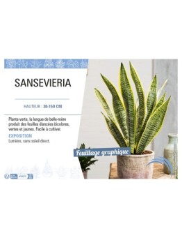 SANSEVIERIA