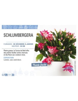 SCHLUMBERGERA