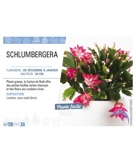 SCHLUMBERGERA