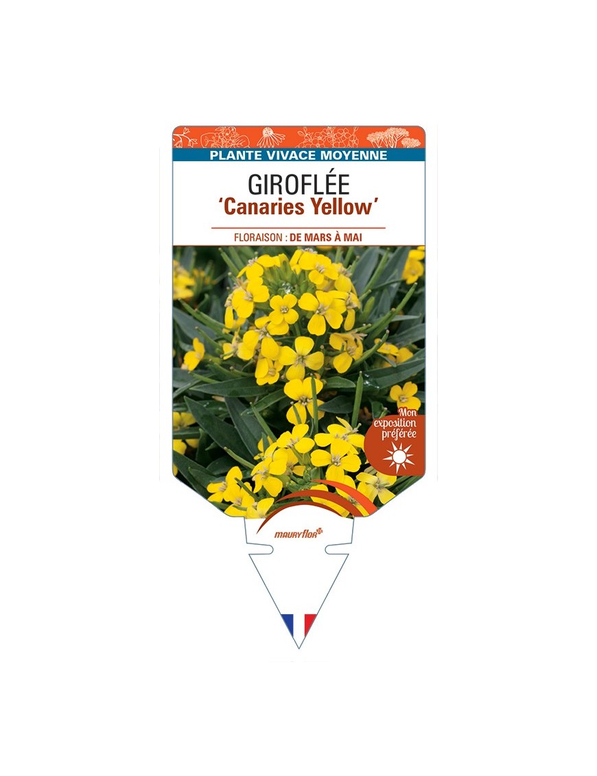 ERYSIMUM Canaries Yellow