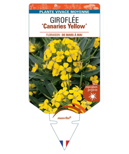 ERYSIMUM Canaries Yellow