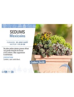 SEDUMS MEXICAINS (MIX)