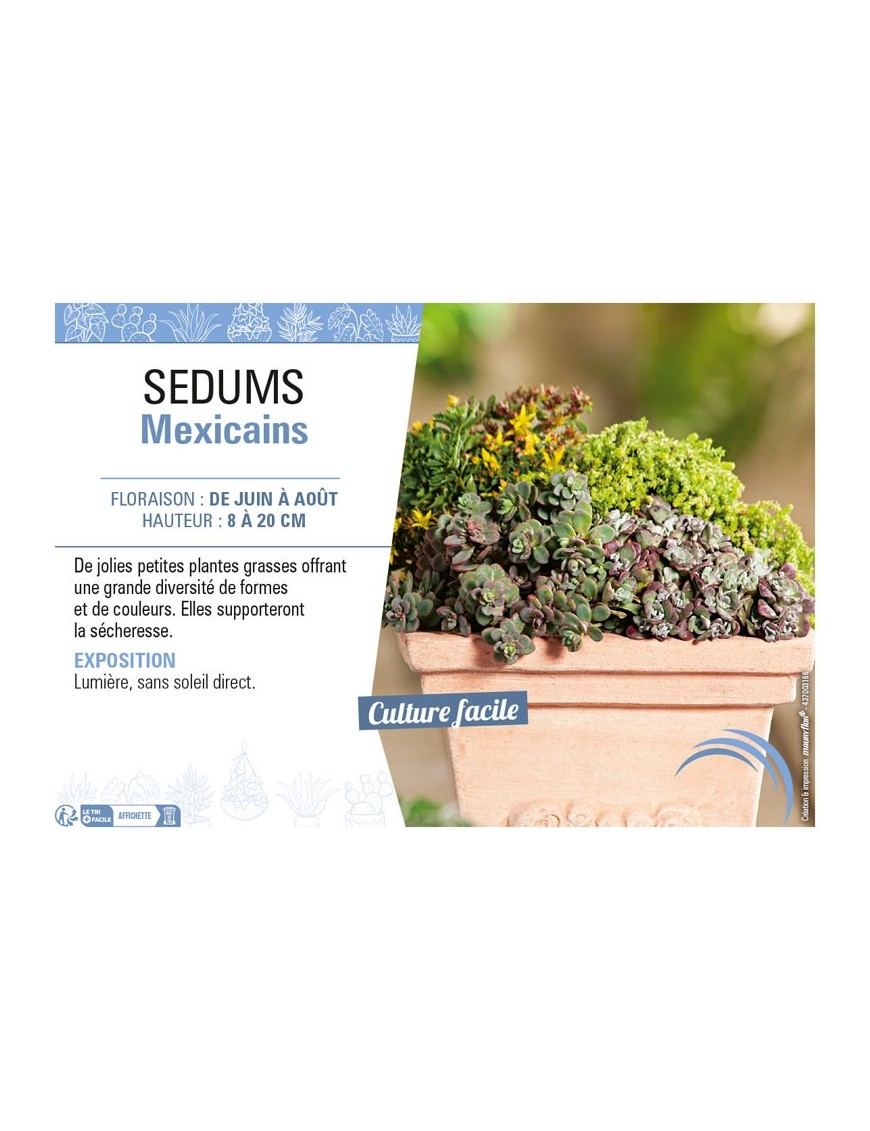 SEDUMS MEXICAINS (MIX)