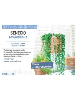 SENECIO ROWLEYANUS