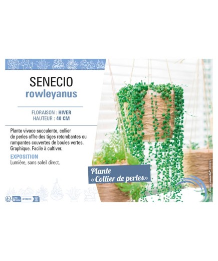 SENECIO ROWLEYANUS