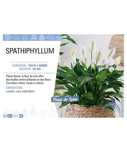 SPATHIPHYLLUM
