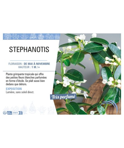 STEPHANOTIS