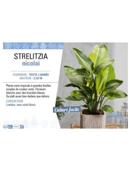 STRELITZIA NICOLAI
