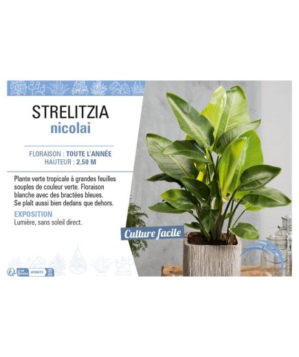 STRELITZIA NICOLAI