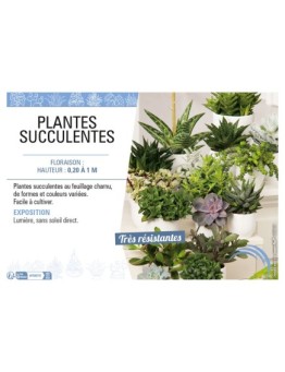 SUCCULENTE MIX voir PLANTES SUCCULENTES