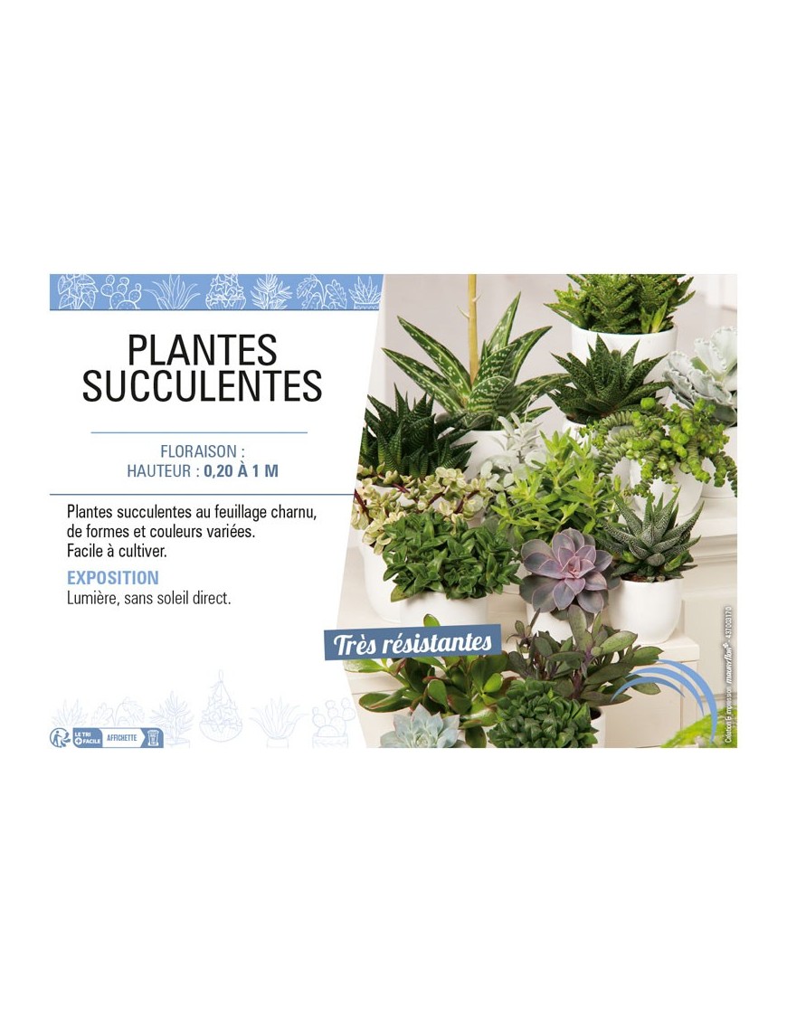 SUCCULENTE MIX voir PLANTES SUCCULENTES