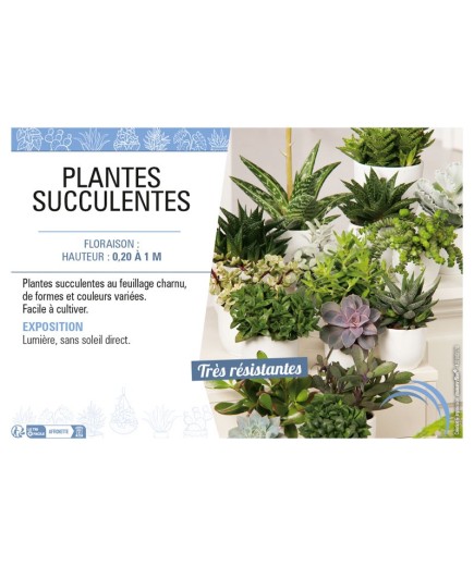 SUCCULENTE MIX voir PLANTES SUCCULENTES