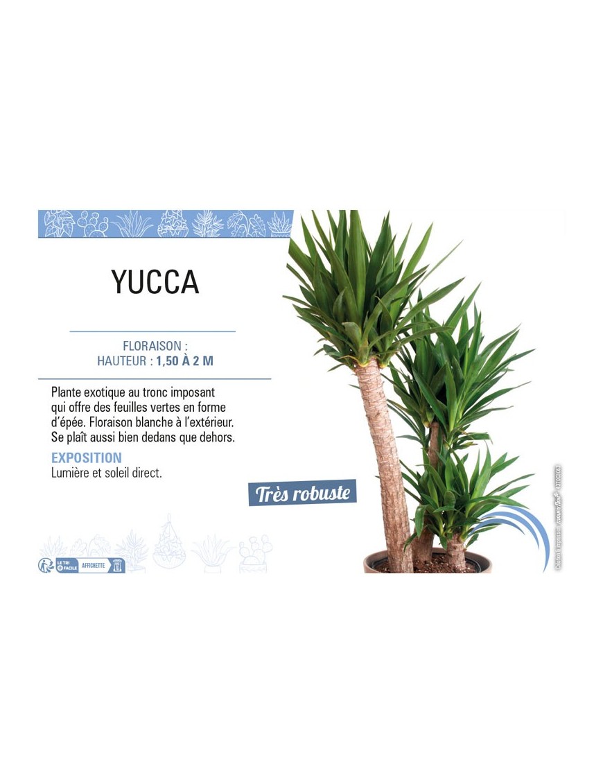 YUCCA