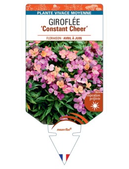 ERYSIMUM cheiri Constant Cheer voir Giroflée