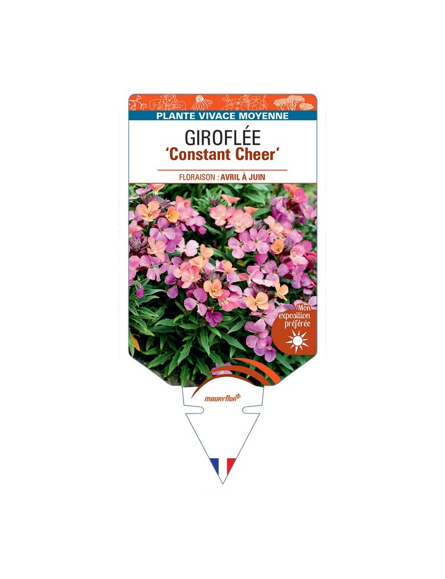 ERYSIMUM cheiri Constant Cheer voir Giroflée