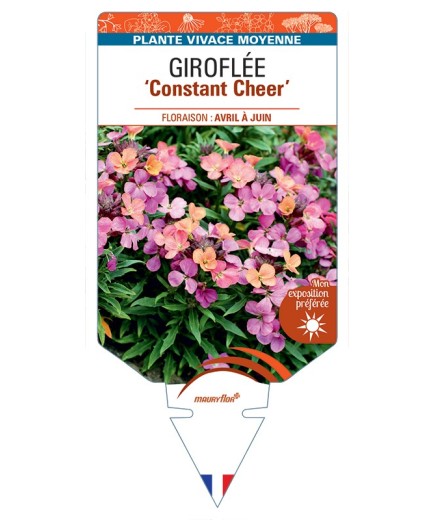 ERYSIMUM cheiri Constant Cheer voir Giroflée