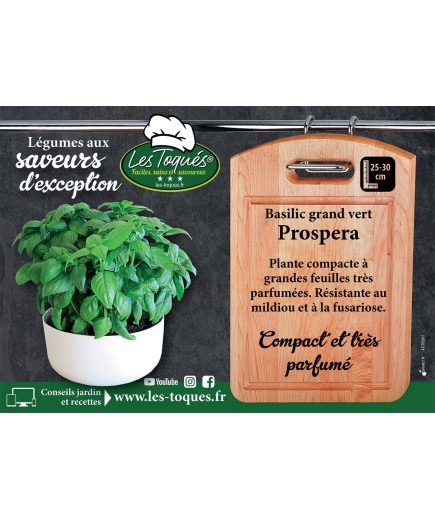 Basilic grand vert Prospera