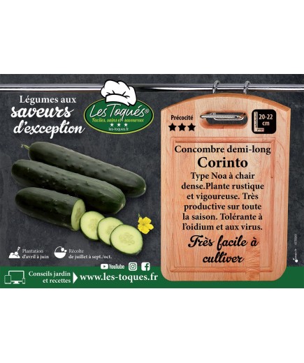 Concombre demi-long Corinto