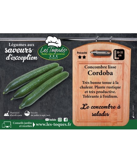 Concombre lisse Cordoba