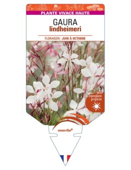 GAURA lindheimeri 'Gambit White'