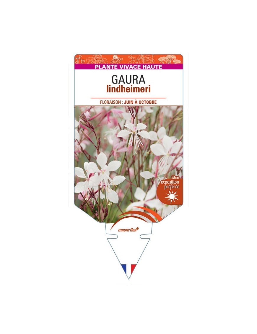 GAURA lindheimeri 'Gambit White'