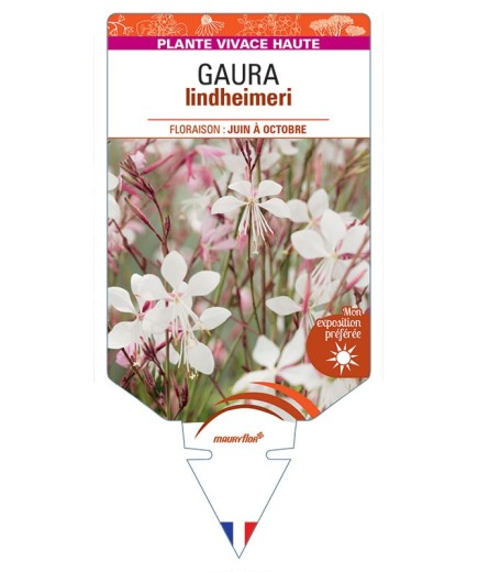 GAURA lindheimeri 'Gambit White'