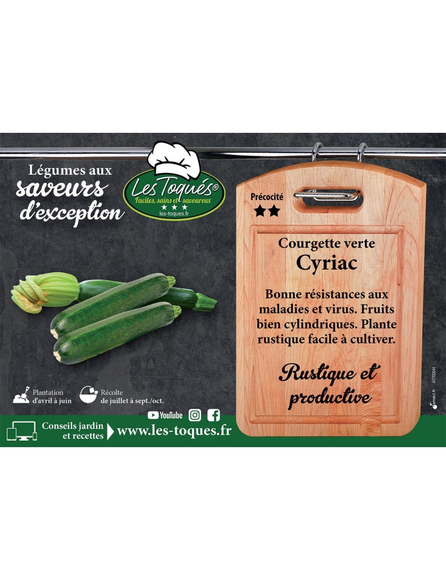 Courgette verte Cyriac