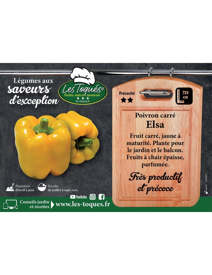 Poivron carré Elsa