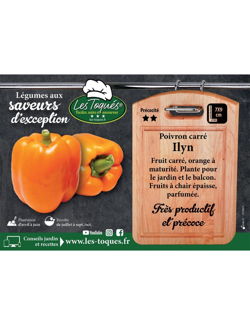 Poivron carré Ilyn