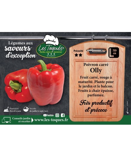 Poivron carré Olly