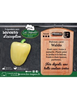 Poivron carré Waldo