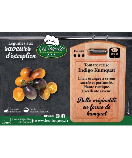 Tomate cerise Indigo Kumquat