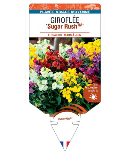 ERYSIMUM cheiri Sugar RushTM voir Giroflée