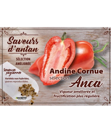 Tomate Andine Cornue sélection Anca