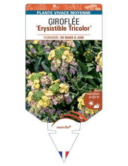 ERYSIMUM Erysistible Tricolor voir Giroflée