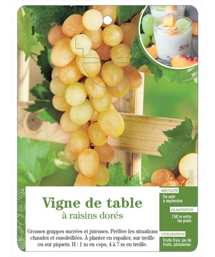 Vigne de table à raisins dorés