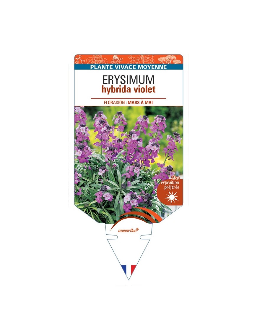 ERYSIMUM hybrida violet