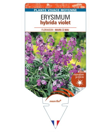 ERYSIMUM hybrida violet