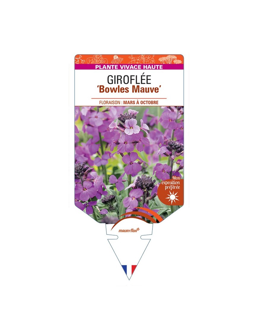 ERYSIMUM linifolium Bowles Mauve voir Giroflée