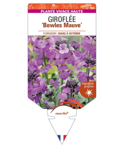 ERYSIMUM linifolium Bowles Mauve voir Giroflée