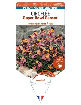 ERYSIMUM linifolium Super Bowl Sunset voir Giroflée arbustive