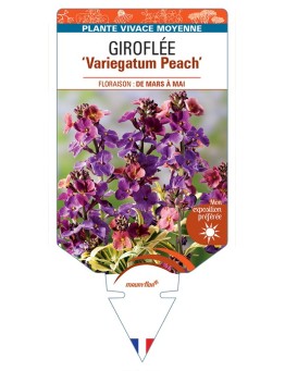 ERYSIMUM linifolium Variegatum Peach voir Giroflée arbustive