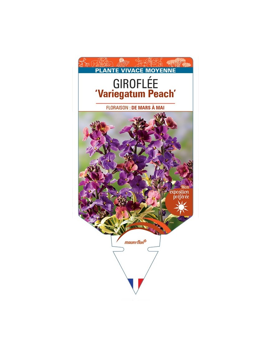 ERYSIMUM linifolium Variegatum Peach voir Giroflée arbustive