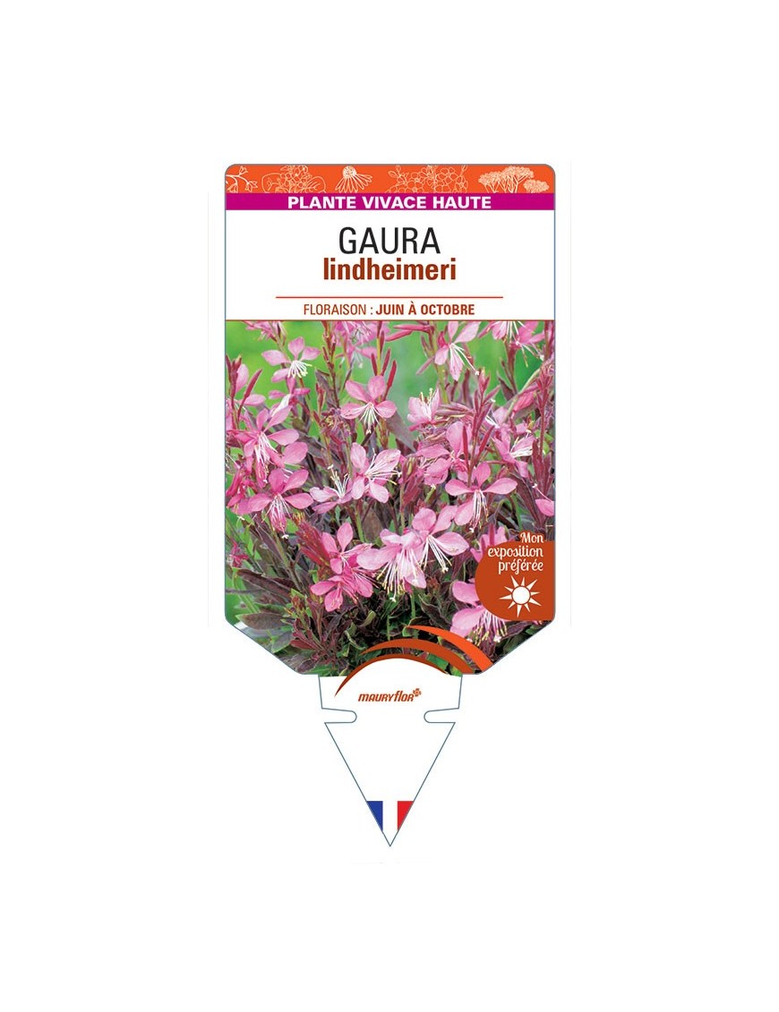 GAURA lindheimeri (rose)