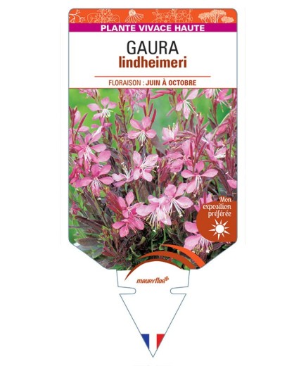 GAURA lindheimeri (rose)