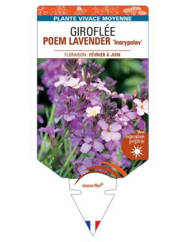 ERYSIMUM POEM LAVENDER Inerypolav voir Giroflée