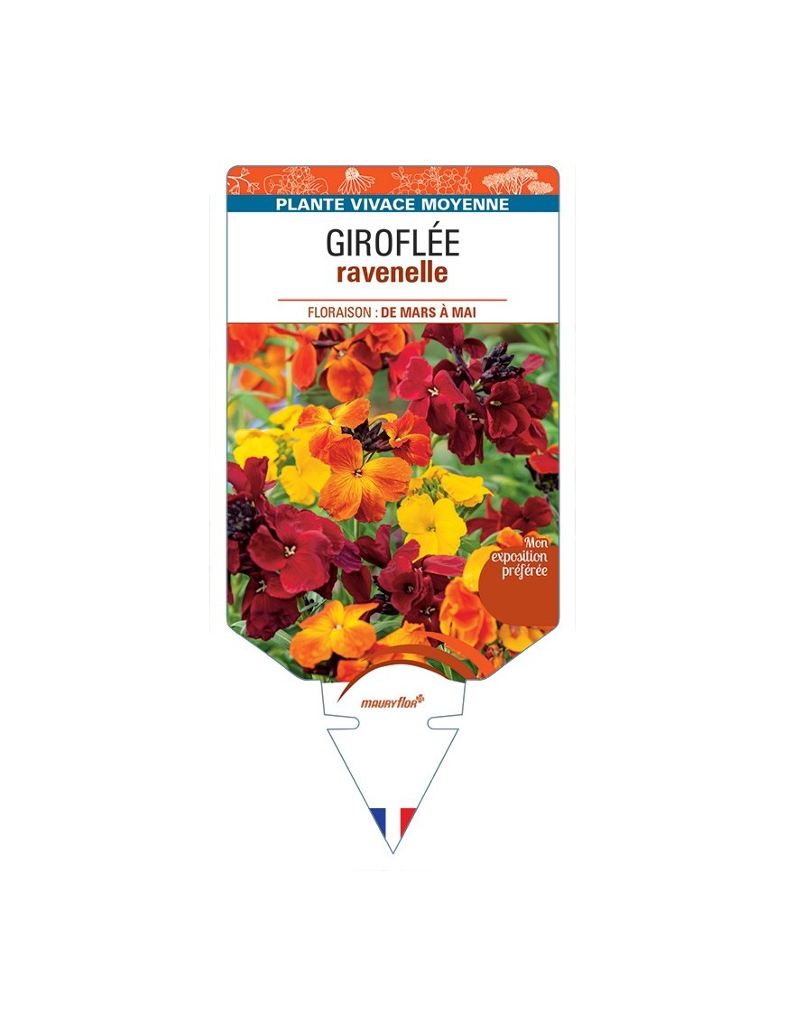 ERYSIMUM ravenelle voir Giroflée