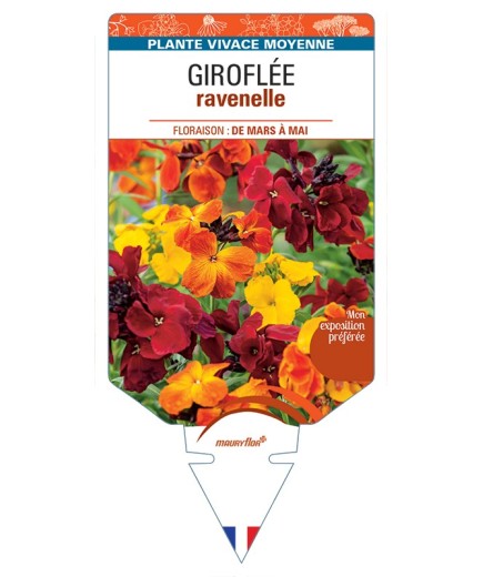 ERYSIMUM ravenelle voir Giroflée