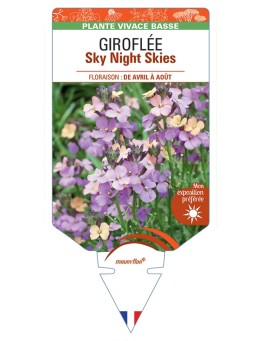 ERYSIMUM Sky Night Skies voir Giroflée